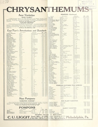 Chrysanthemums