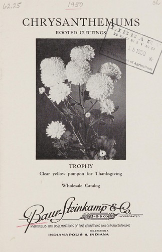 Chrysanthemums