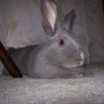 Does having a pet teach responsibility?